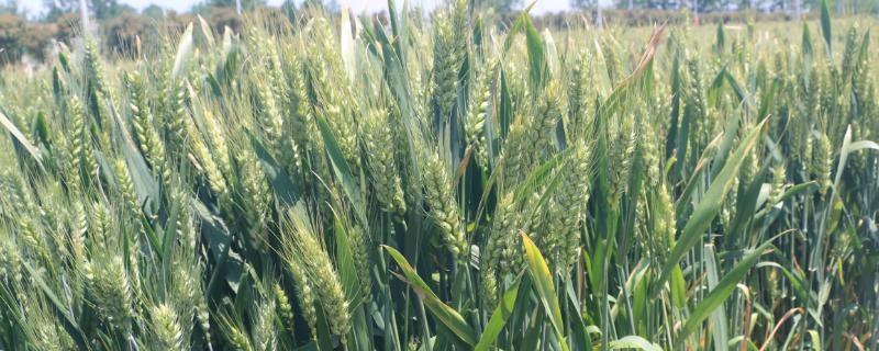 丹麦118小麦种子简介，每亩适宜基本苗12万－20万