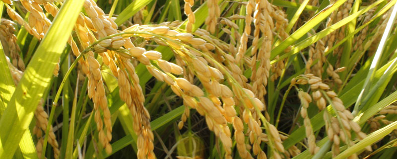 荟两优5466水稻种子简介，注意防治病虫害