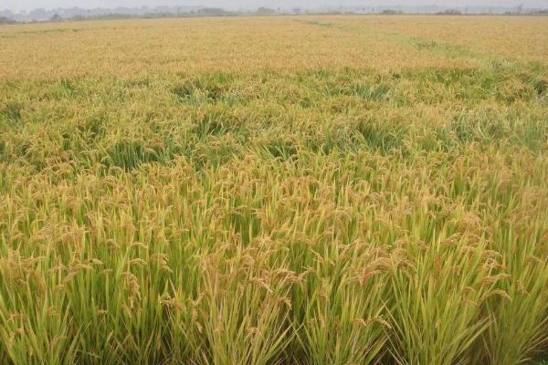 中浙优华湘占水稻种简介，每亩有效穗数17.4万穗
