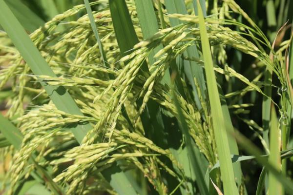 昌盛优粤农丝苗水稻种子介绍，每亩有效穗数20.7万穗