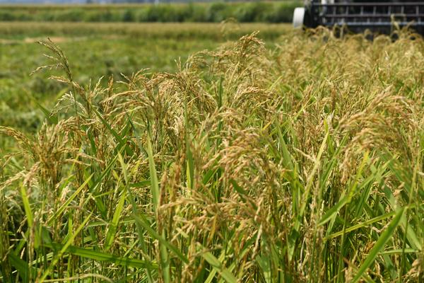 广泰优粤农丝苗水稻种简介，每亩有效穗数20.8万穗