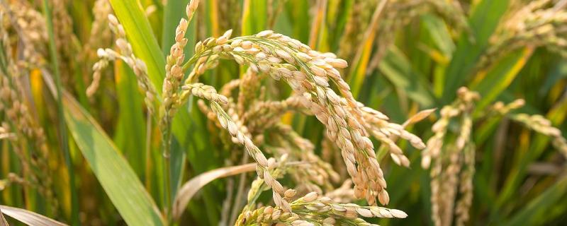 玖两优5208水稻品种的特性，全生育期116.5天