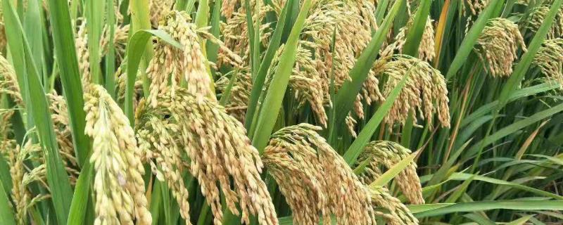 广泰优粤农丝苗水稻品种简介，每亩有效穗数20.8万穗