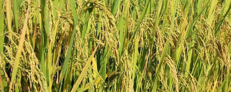 玮两优1273水稻品种简介，秧田亩播种量8～10千克