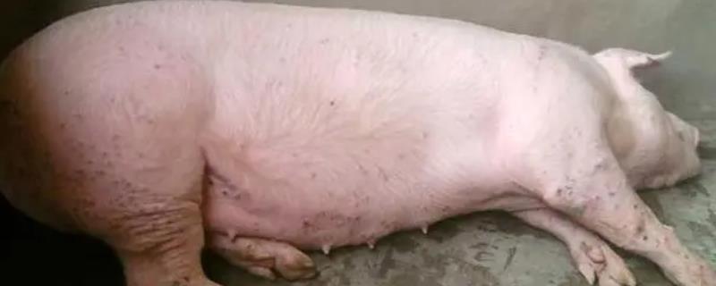 猪水肿病有哪些症状，常表现为精神沉郁、食欲下降、行走不稳等