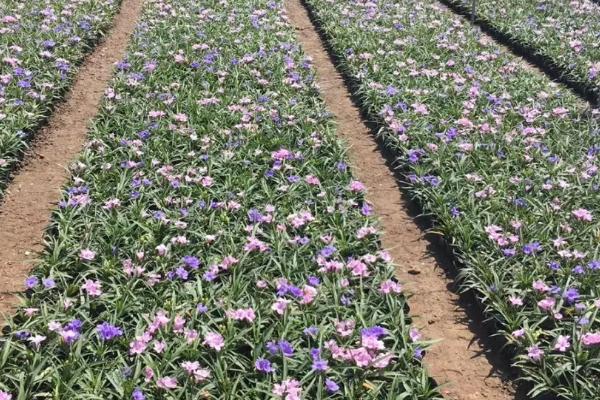 花卉矮化栽培技术，可采用无性繁殖或整形修剪等