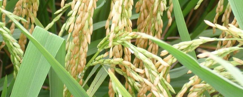 龙粳3007水稻种子特征特性，该品种主茎10片叶