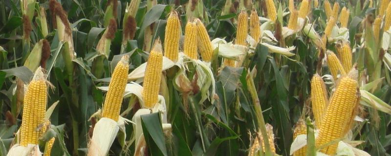 龙垦1104玉米品种简介，在适应区4月28日左右播种