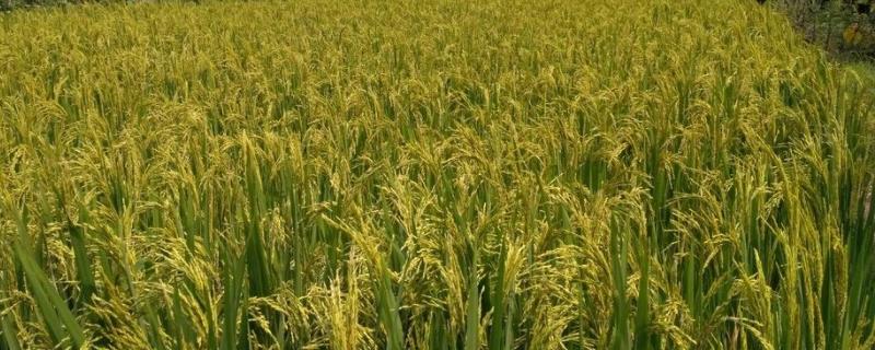 垦稻50水稻种子简介，该品种主茎12片叶