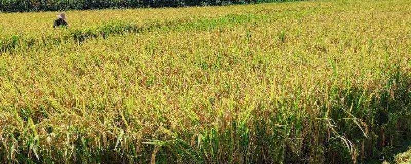 光明早粳水稻种子简介，播种宜在5月10前后