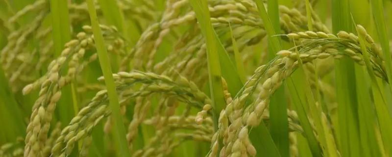 嘉优8号水稻种子介绍，每亩有效穗数17.1万穗