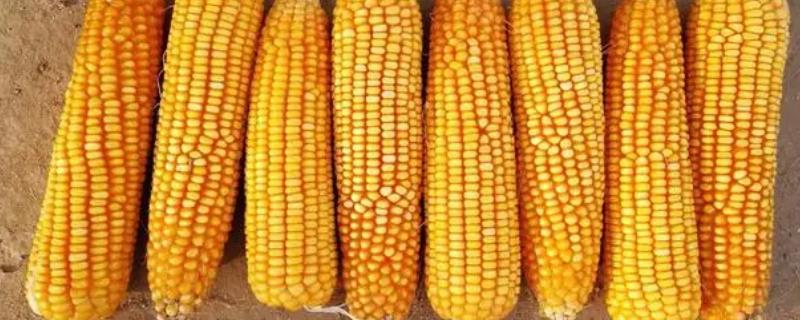 苏科糯1505玉米种子简介，适宜密度每亩4000株左右