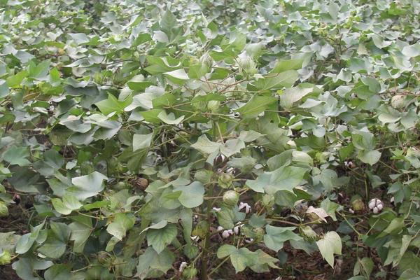 苏棉6039棉花种子特点，属中熟常规抗虫棉品种