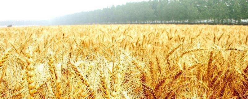 扬麦30小麦种子介绍，中抗黄花叶病