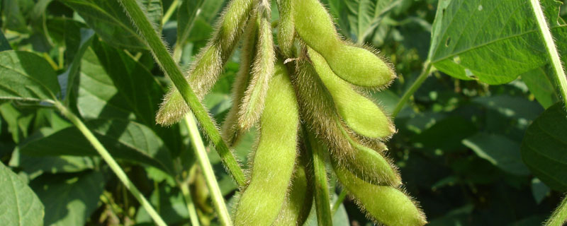 淮鲜豆9号大豆品种的特性，夏播中熟鲜食大豆品种