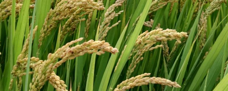 早香粳1号水稻品种的特性，搁田前后及时防治纹枯病