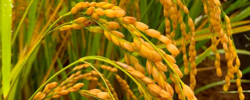 常优粳7号水稻品种的特性，搁田前后及时防治纹枯病