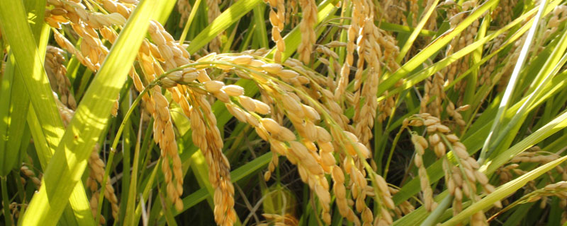 镇稻448水稻种子特点，属迟熟中粳稻品种