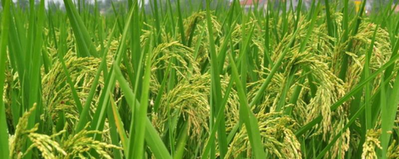 连粳18号水稻品种简介，基本苗每亩6万~8万