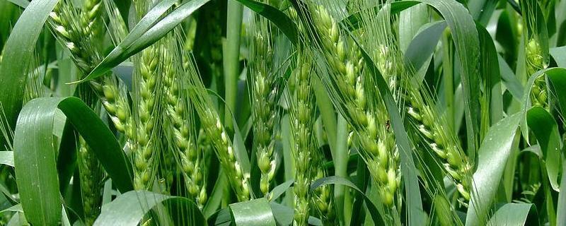 柳麦716小麦种子介绍，全生育期210天