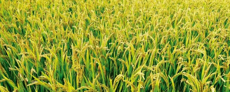 浙大银彩禾水稻种子特点，注意稻瘟病和白叶枯病防治