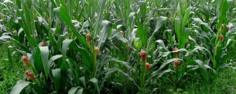 鲲玉8号玉米种子特征特性，播种前亩施复合肥40千克