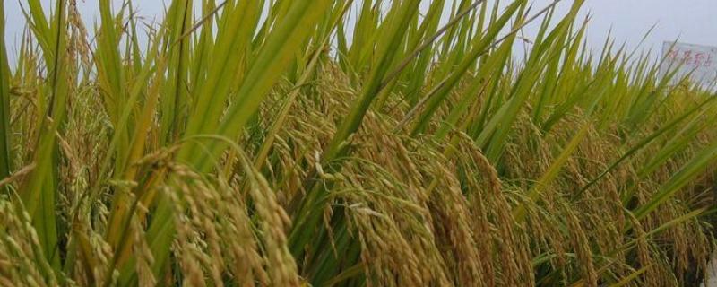 卓优华占水稻种子简介，晚籼三系杂交水稻品种