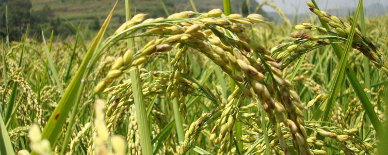 巨丰优248水稻品种简介，中籼三系杂交水稻品种