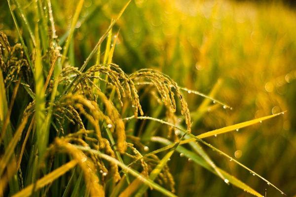 绿糯3号水稻种子特点，全生育期为148.6天