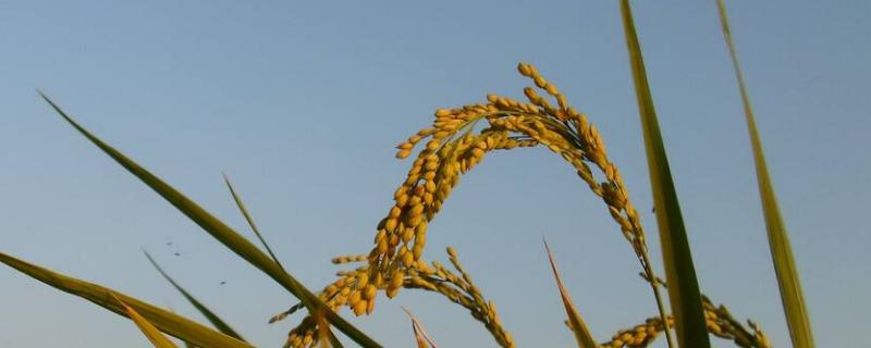 闽红249S水稻品种简介，在福建三明5月20播种