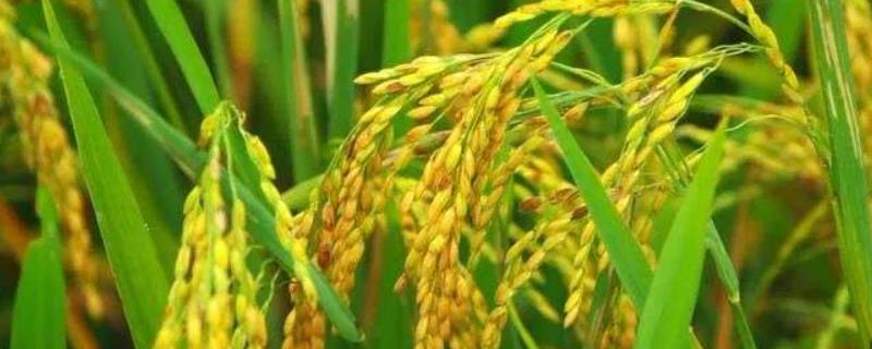 荟农S水稻品种简介，在福建泰宁6月上旬播种