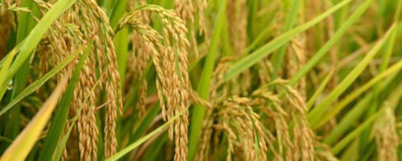 谷优366水稻品种简介，注意及时防治病虫害