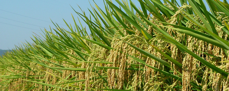 金泰优683水稻种子简介，每亩有效穗数18.7万