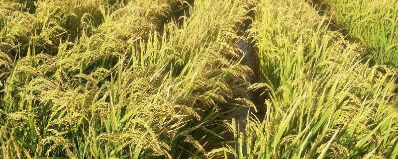 野香优巴丝水稻种子特点，全生育期121.2天