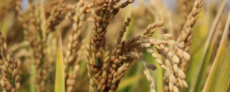 鄱湖香水稻种子特征特性，全生育期148.0天