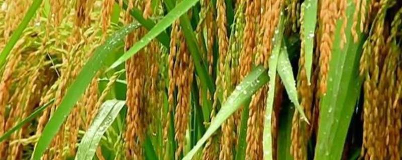 乾两优华占水稻种子特征特性，全生育期123.7天