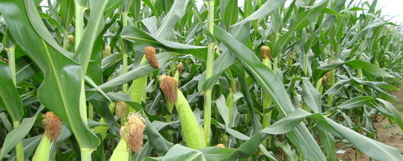 天任2020玉米种简介，适宜密度为每亩4500株左右
