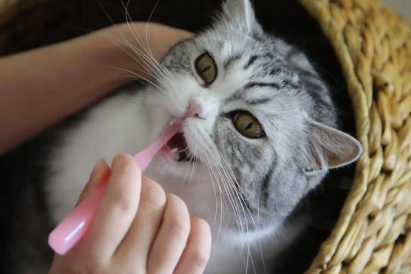 猫咪的口腔疾病，主要有牙周疾病、猫口炎和猫骨齿吸收症