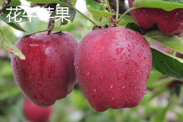 甘肃清水县的特产，清水粉壳蛋是国家农产品地理标志保护产品