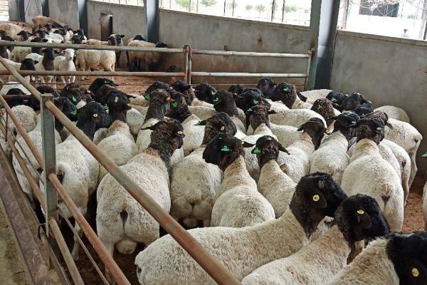羊的养殖管理方法，要做好羊舍和牧场的清洁工作