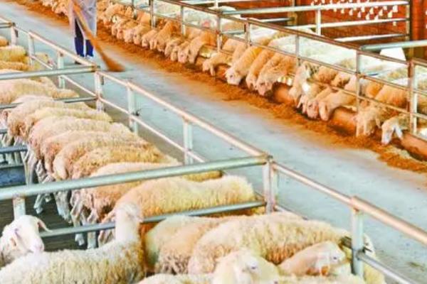 羊的养殖管理方法，要做好羊舍和牧场的清洁工作
