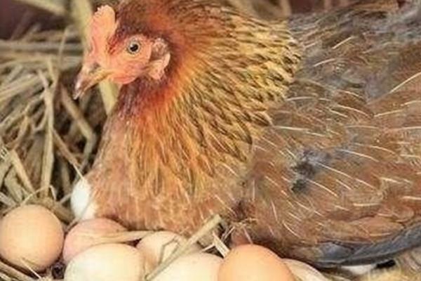 产蛋期的鸡的适宜光照时间，光照时间保持在16-17个小时