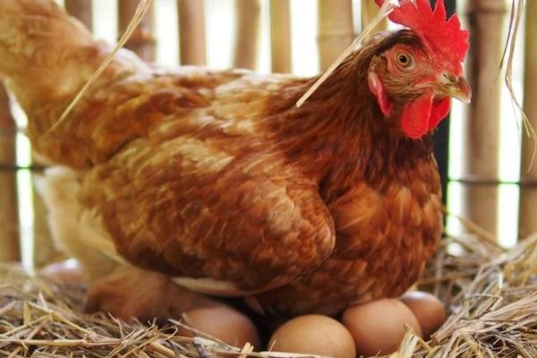 产蛋期的鸡的适宜光照时间，光照时间保持在16-17个小时
