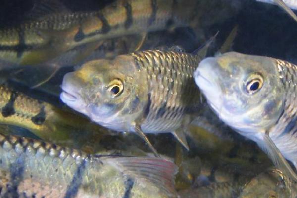 淡水鱼根据在水中的生活层次分类，分为中上层、中下层和下层鱼类