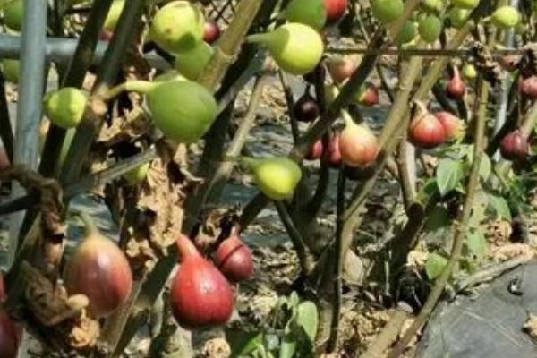 种植无花果如何防治落果情况，雨季及近熟期要做好水分工作