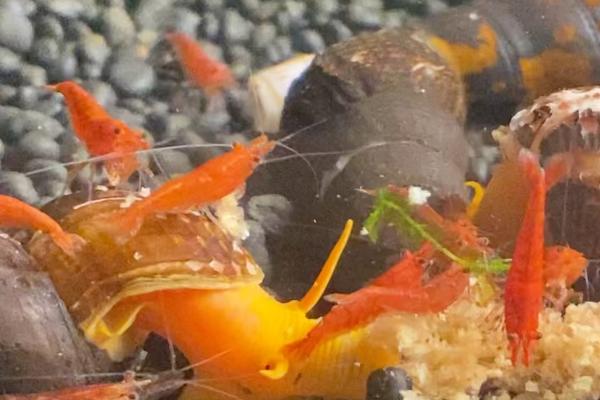 极火虾能长多大，与它自身生长能力和外部环境有关