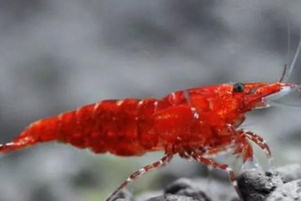 极火虾能长多大，与它自身生长能力和外部环境有关