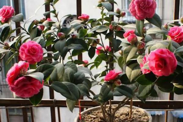 家里不能养茶花的原因，属于迷信的说法