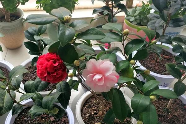 家里不能养茶花的原因，属于迷信的说法