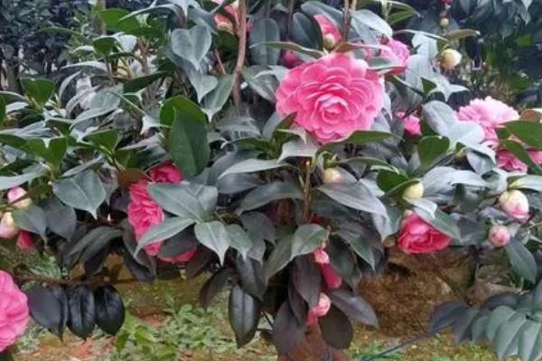 家里不能养茶花的原因，属于迷信的说法